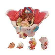 Life Size 4 Parts Human Female Pelvis Model with Pelvic Floor Muscles, Vessel...