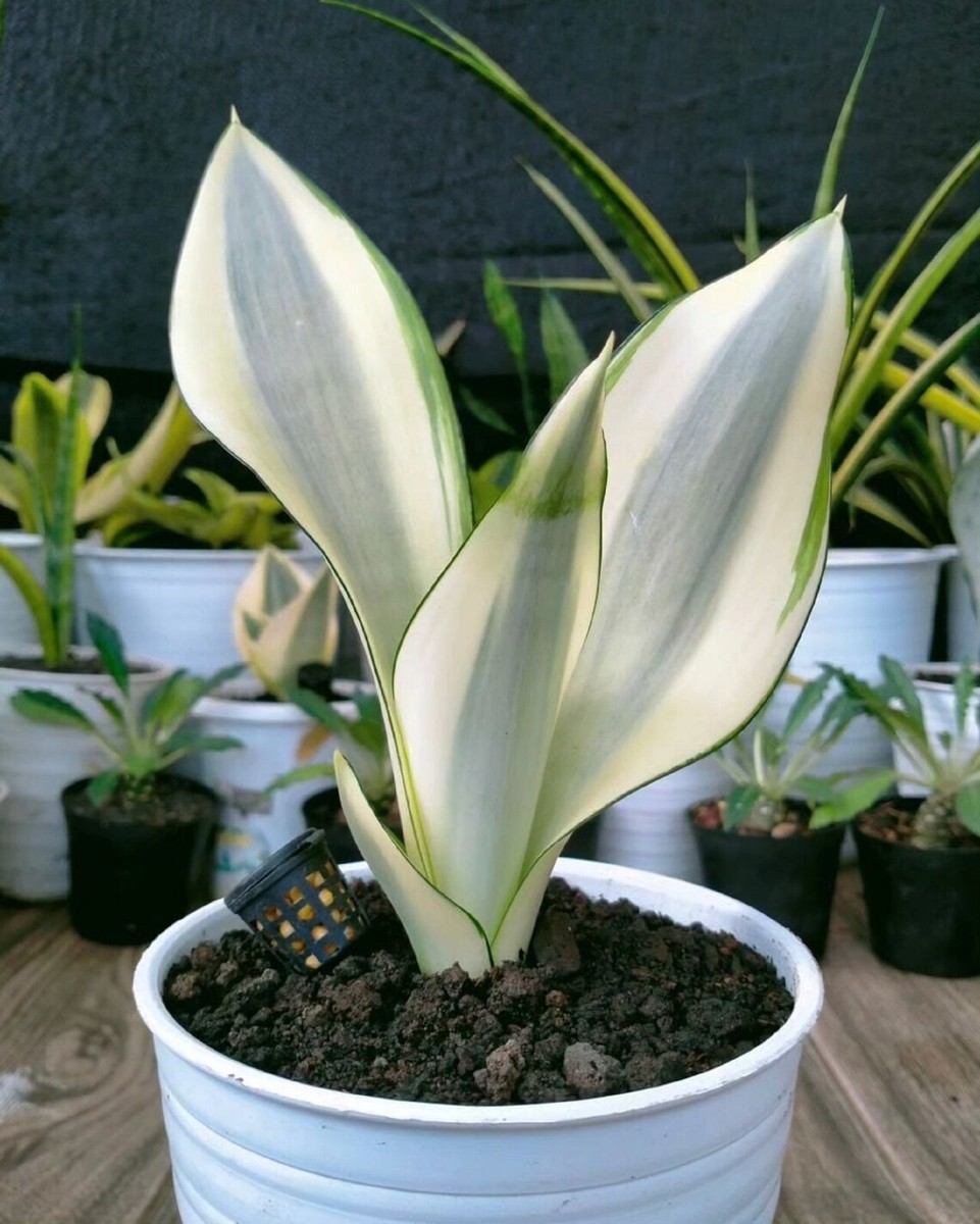 sansevieria trifasciata golden flame Sansevieria Golden Flame, Snake Plants main image 0