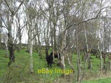 Photo 6x4 Black cattle grazing amongst silver birch Newbiggin On the edge c2012