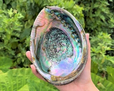 Abalone Shell: Pick a Size (Seashell Incense Burner, Smudge Bowl / Holder)