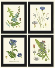 Blue Flowers Wildflowers Botanical Wall Art Set of 4 Prints Beautiful Unframed