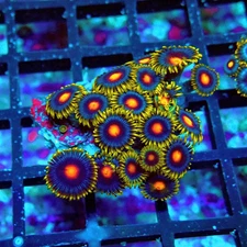 WYSIWYG - Ultra Zoas Frag