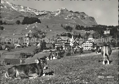 Amden Walensee SG Kuehe