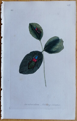 Donovan Insects Beetle Rare Colored Print Carabus nitens - 1792