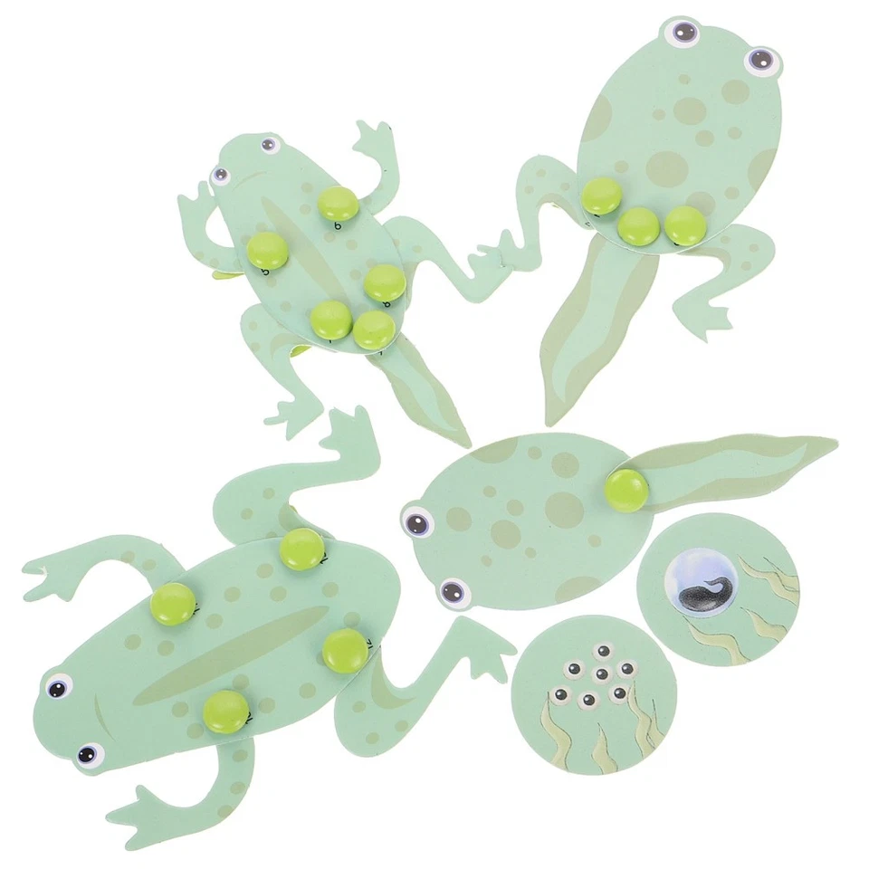  Froschkaulquappenmaterial Für Schüler Vorschule Spielzeug Lebenszyklusspielzeug