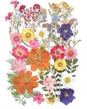 17 Types 48PCS Real Dried Pressed Flowers Leaf Plant Herbarium for Colorful