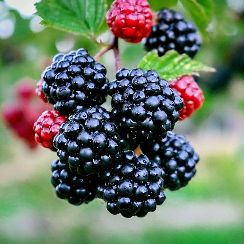 20 BLACKBERRY BUSH SEEDS (Rubus allegheniensis) Garden Fruit Plant Hardy-Zone 3 - Picture 11 of 18