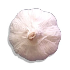 Music GARLIC Bulbs 3 bulbs-40lbs Fresh Organic Heirloom Plant or Cook and Eat