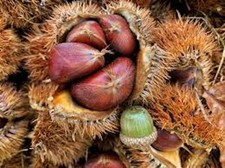 5 Dunstan Chestnut Tree 12-24" Tall Hybrid Tree Bare Root