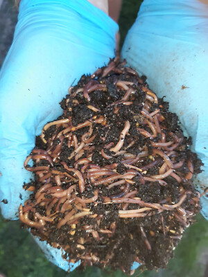 Jump Start Your Garden Live Compost Red Wigglers Worms Online / FREE SHIPPING