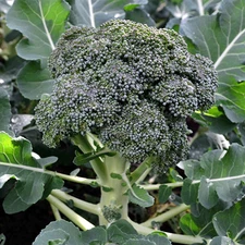 Waltham 29 Broccoli Heirloom Seeds - Non GMO - 250 Seeds