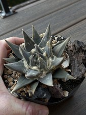 ARIOCARPUS TRIGONUS RARE COPIAPOA ASTROPHYTUM EUPHORBIA CACTUS