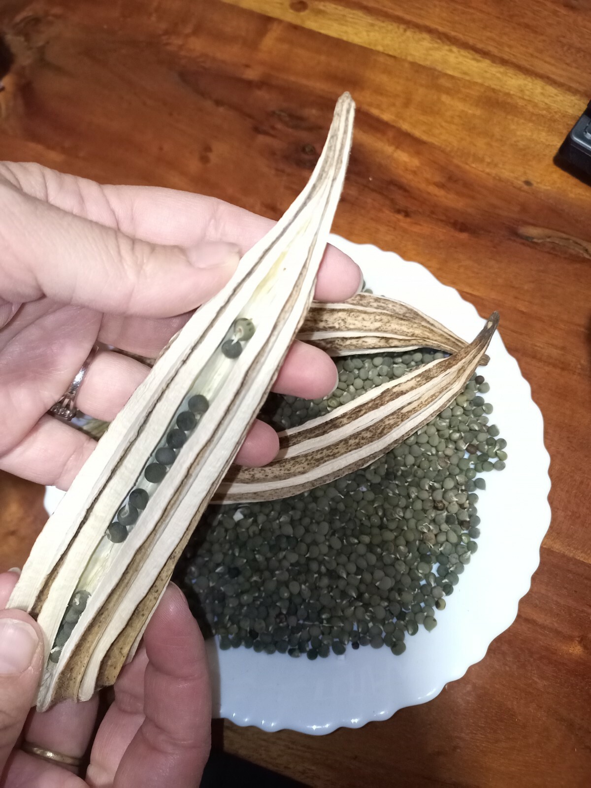 Gigante! 30 semi OKRA CLEMSON SPINELESS GOMBO ocra quiabo bamiya gigante giant