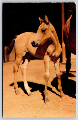 Postcard Estes Park CO Young Filly Wyoming Colt Catwrothy Colorvues