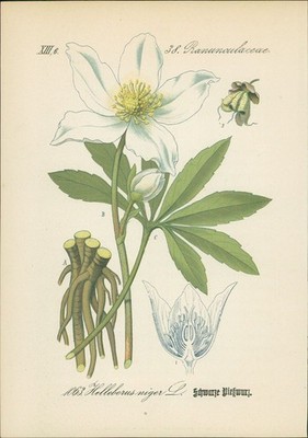 Chromolithographie : Christrose. Schneerose. Schwarze Nieswurzel. Christblume. H