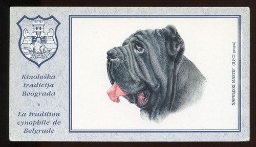 NEAPOLITAN MASTIFF Italian Dog Colour Art Postcard Published in Belgrade