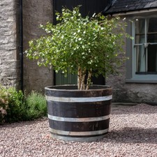 Rustic Oak Barrel Tree / Herb / Bedding Planter | 3 Band Colours | 10+ Sizes