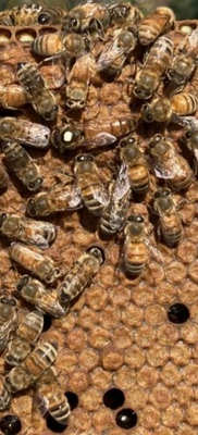 #ad Carniolan Italian Mated Queen Bees $60.00