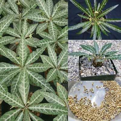 Dorstenia Lancifolia (Silver Leaf) Rare Succulent FreshSeed, Backyard Garden