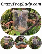 25 -30 Live Hornworms - Bearded Dragon And Reptile Food Frog Food