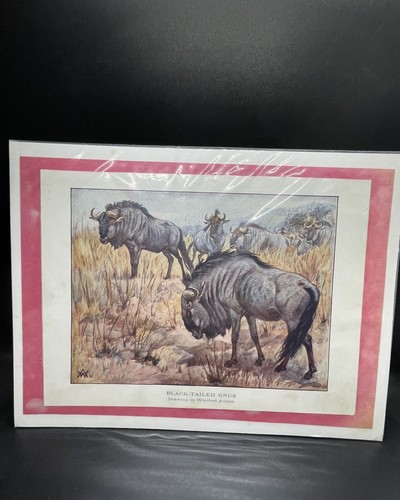 Black - Tailed Gnus Antique Print, Winifred Austen - Picture 2 of 3