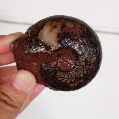 106G RARE EXTREME UNIQUE BLACK MATRIX PERMIAN AMMONITE FOSSIL CALCITE MOLLUSCA