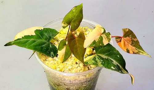 Sehr schöne Fallopia Multiflora Variegata 2 Pflanzen Im Topf G287 | eBay.de