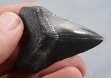 Megalodonte denti di squalo XLG vero fossile 5 - 24 milioni di anni 54mm 2,1" 667zz