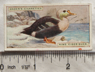 1924 Ogdens ausländische Vögel Nr. 12 König Eider-Ente