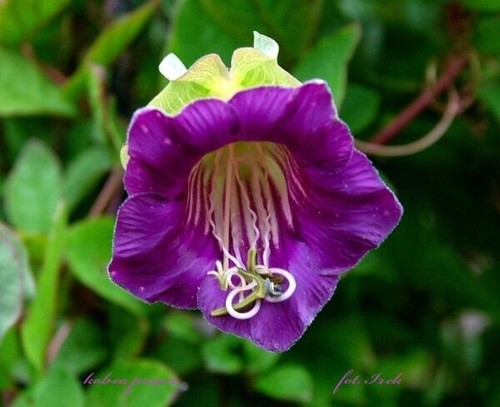 CLIMBING FLOWERS - Vines - Thunbergia Morning Glory Sweet Pea - Flower seeds - Picture 10 of 121