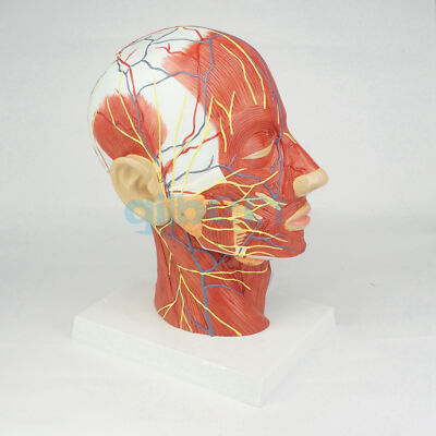 Median Section of Human Head & Neck Anatomical Model Medical Skeleton Anatomy #W