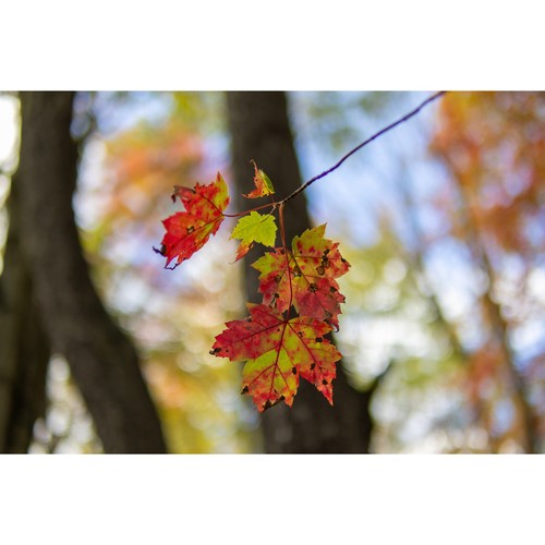 Sigma 30mm F1.4 DC DN Lens for Canon RF Bundle with Editing Software and SD Card - Picture 6 of 7