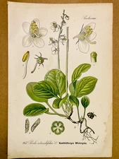 1886 ANTIQUE PICTURES LITHOGRAPH ART PRINT BOTANY FLOWER FLORA NATURE DECO PO...