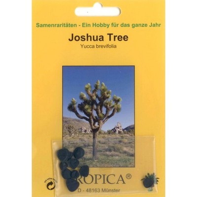 Bonsai - 10 Samen Yucca brevifolia - Joshua Tree   90048
