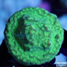 Green Leptoseris Frag Stock | Live Aquacultured coral