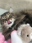 kitten96