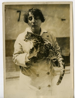 Photo Presse Originale 1932 - Salle Wagram Paris - Maracaja Cat Of Brazil Bengal