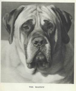 Mastiff "P" - CUSTOM MATTED - 1931 Vintage Dog Art Print