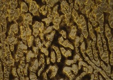 Webpelz Kunstfell Stoff Kurzhaar Leo Ausbrenner Olive Deko Bekleidung Fasching