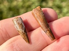 Pterosaur Flying Dinosaur Teeth LOT OF 2 Morocco Cretaceous Age Kem Kem