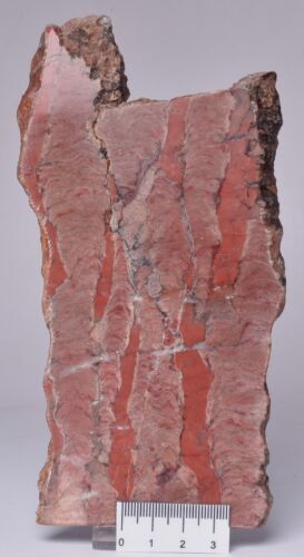 INZERIA INTIA, STROMATOLITE, Bitter Springs Formation, Australia S806 - Foto 2 di 4