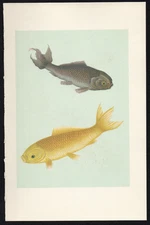 1935 Vintage German Chromolithograph Ornamental Goldfish Print - Gold & Bronze