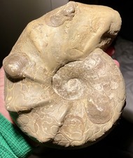 🔥Ceratites Nodosus aus Frankreich 🇫🇷 