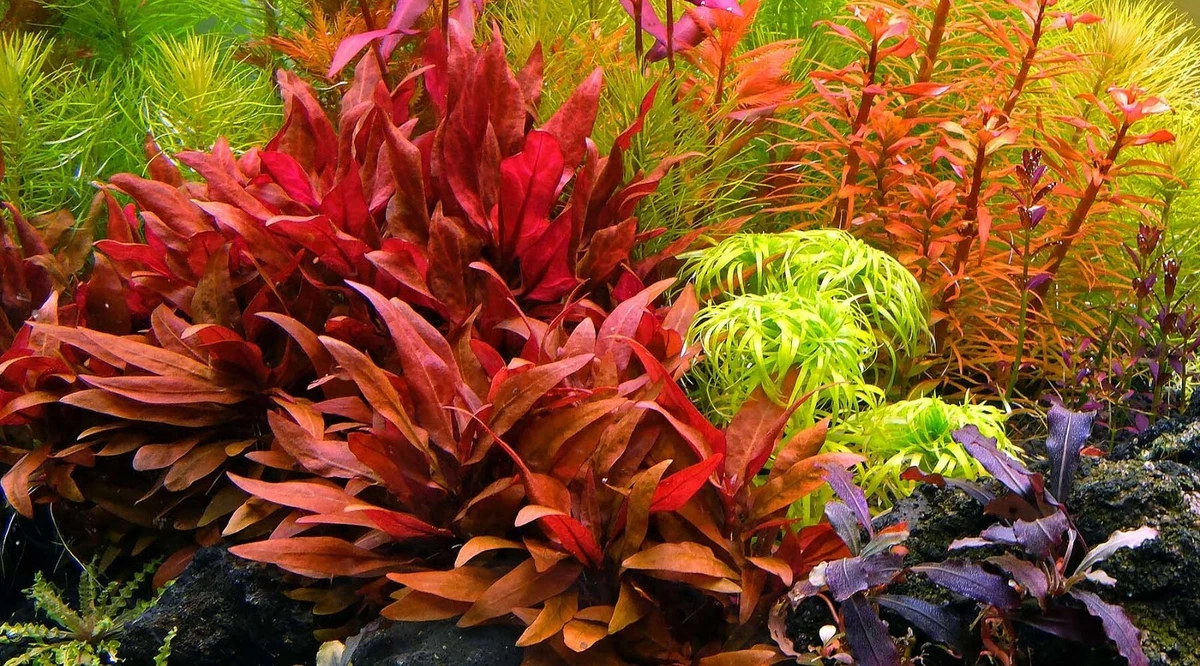 Ebay Aquarium Plants