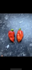 Dorset Naga Chilli Seeds X10