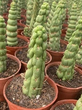RareSucculent Plant Eulychnia castanea fa. varispiralis  Boutique Garden