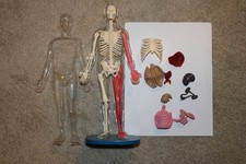 3D Human Body DIY Anatomy Model Skeleton Model Kids Educational Removable Parts
