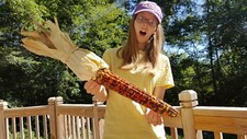 Rare Giant Indian Corn Seeds X50 Colorful Massive Ears,Ornamental Easy To Grow 