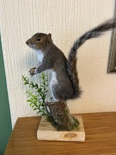 Taxidermy Grey Squirrel (￼ Sciurus Carolinensis )