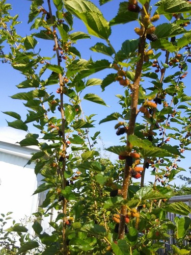 Red Mulberry Tree 6 Cuttings 7"-9' long Organic Leave &Fruit Edible tea Organic - Picture 10 of 12